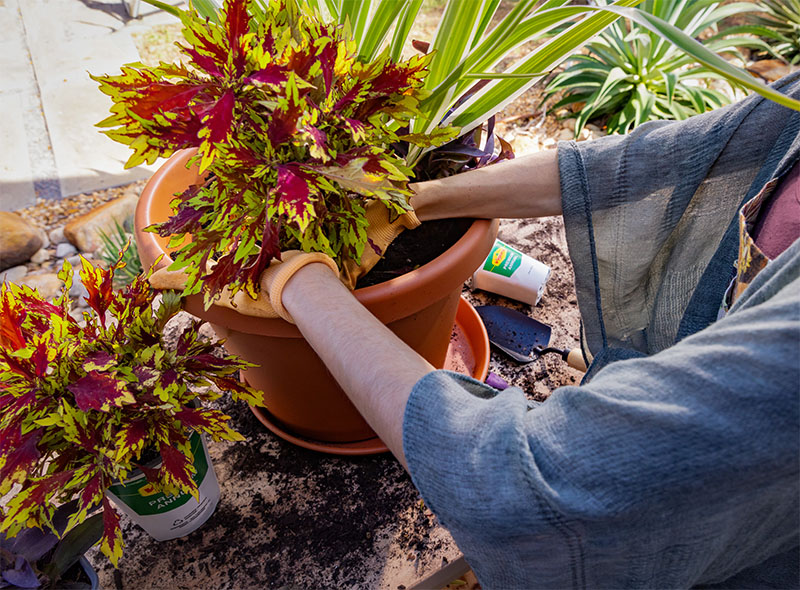 joint　KIDILL MA-1 BLACK FLOWER Quoizel Thornhill Tree Branch Chandelier, 27 Inch 6-Light