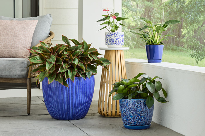 rubber plant indoor or outdoor Burgundy Rubber Plant – Hey Rooted main image 0